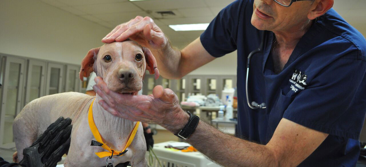 Are You Ready for a Pet? Humane Society of Missouri