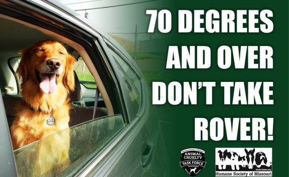 70 degrees and over don't take rover