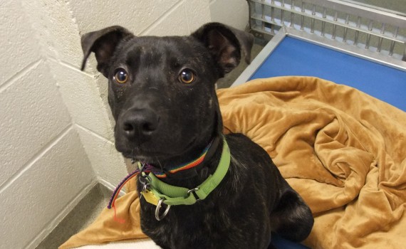 Bayne A612216 adoptable dog