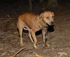Stoddard County Dog fight victim