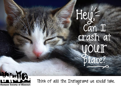 Become a foster parent at the Humane Society of Missouri!