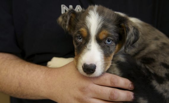 Australian Shepherd mix puppy at Maryland Heights
