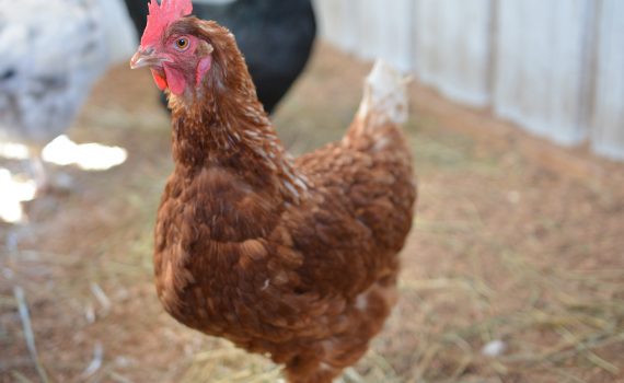 Longmeadow Rescue Ranch hen red chicken