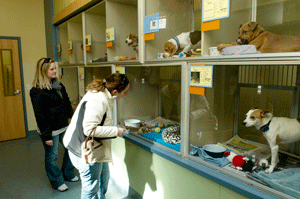 Chesterfield Valley dog kennels