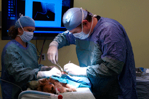 State of the art veterinary equipment
