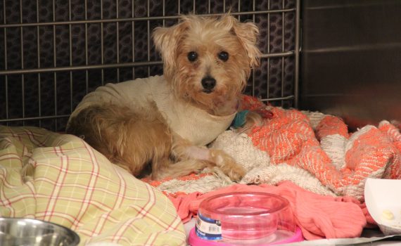Frannie poodle mix recovering from stabbing