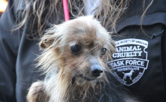 Yorkie Rescued by HSMO from Bates County