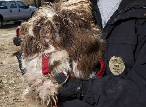 Dog rescued from Newton County Puppy Mill by HSMO Animal Cruelty Task Force