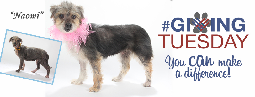 Giving Tuesday is November 28, 2017