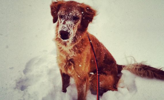 HSMO encourages pet owners to bring them inside when its under 35
