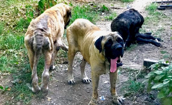 Mastiffs Rescued from Lawrence County