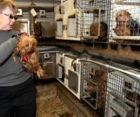 Green County Yorkie Puppy Mill