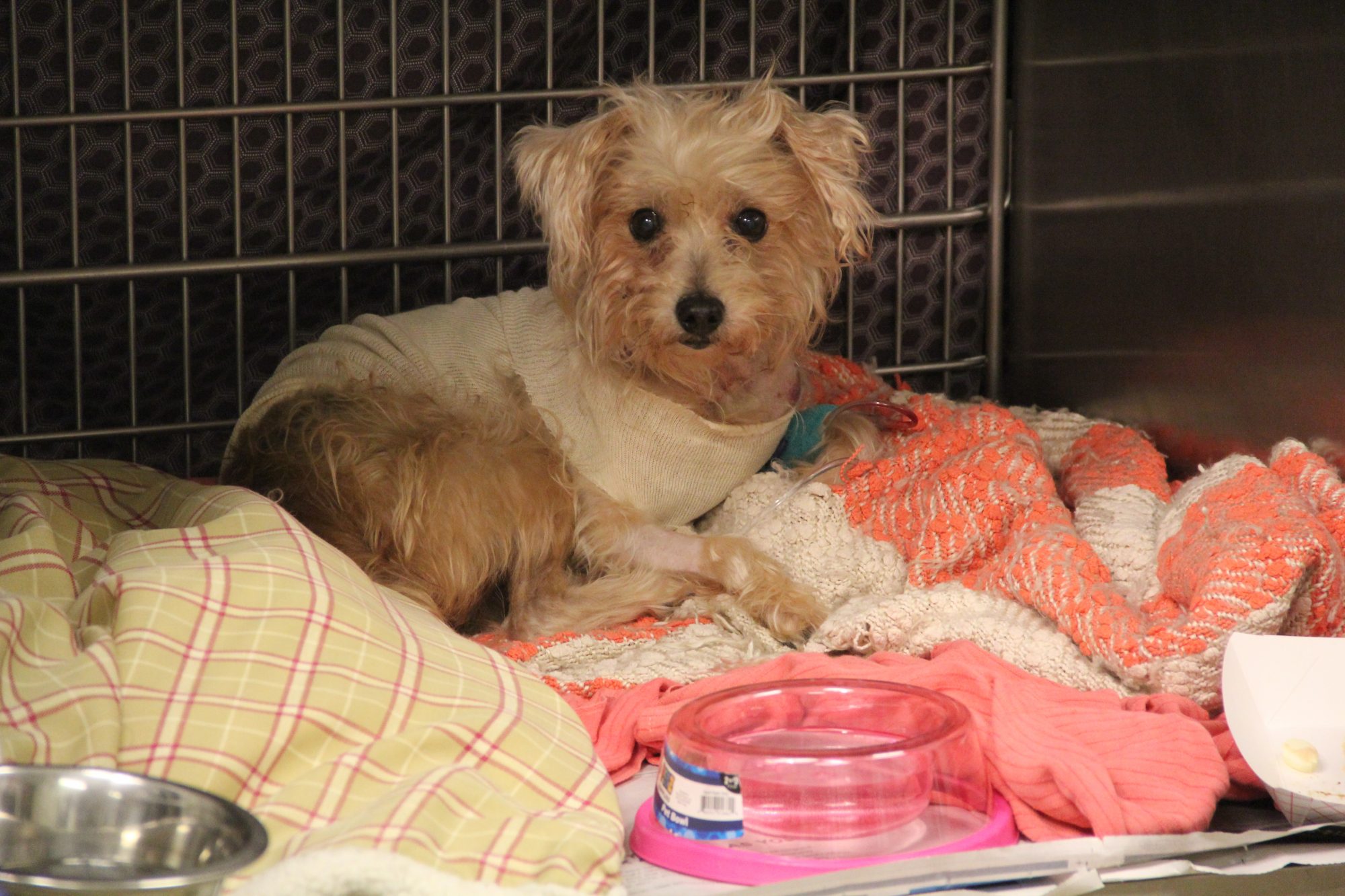 Frannie poodle mix recovering from stabbing