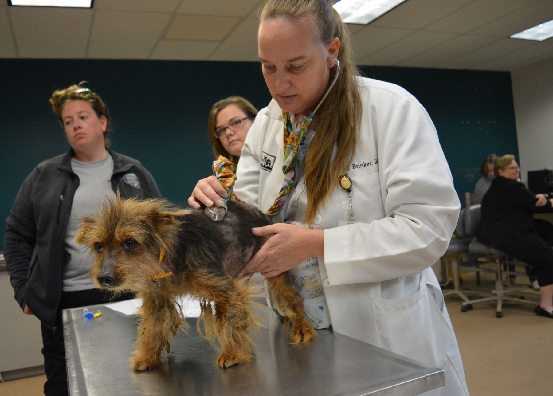 Dr Julie Brinker examines Yorkie Rescued by HSMO from Bates County