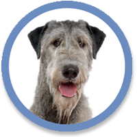 wlc-pooches-wolfhound