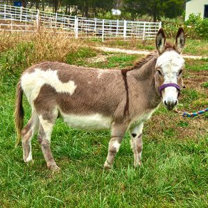 donkey at Longmeadow Rescue Ranch