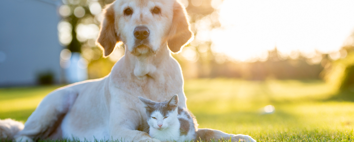 Tributes and Memorials - Humane Society of Missouri