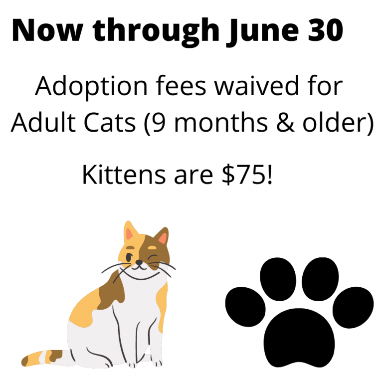 Hsmo Celebrates “adopt A Shelter Cat Month” With Adoption Promotion