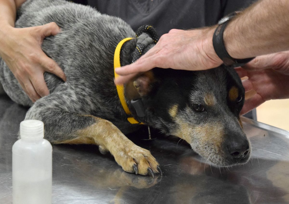 Missouri Rescue HSMO’s Animal Cruelty Task Force Conducts Three Rescue Operations in ...