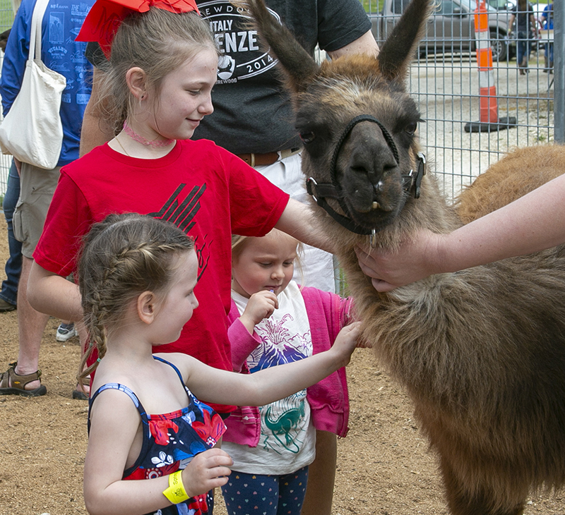 3 children petting llama at Spring Fling 2022