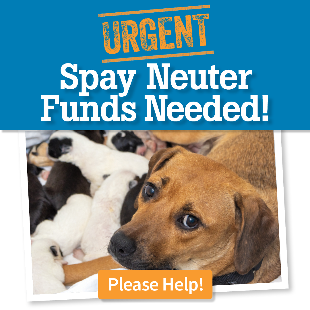 Urgent | Operation SNIP | Spay Neuter Funds Needed | Please Help!