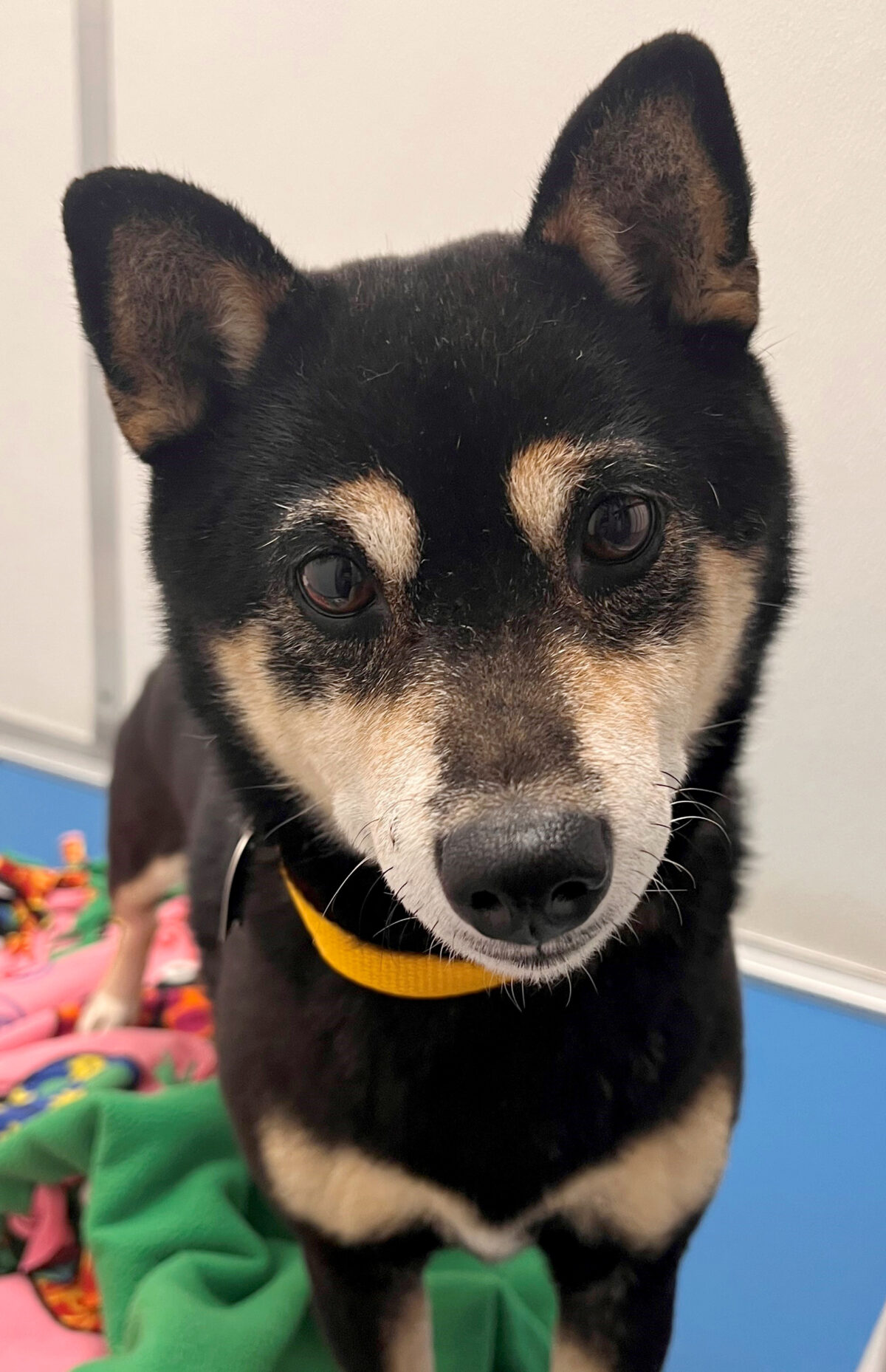 RESCUE UPDATE | HSMO Granted Custody of Shiba Inus | Humane Society of ...