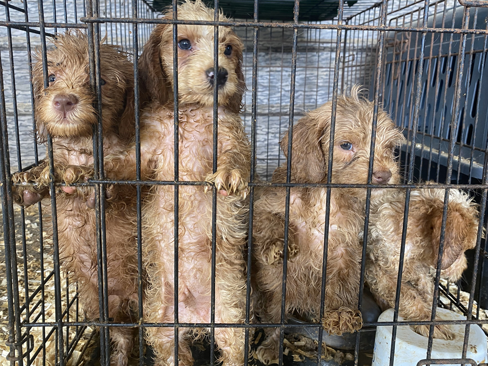 Puppies from National Mill & Harrison County rescue October 2023