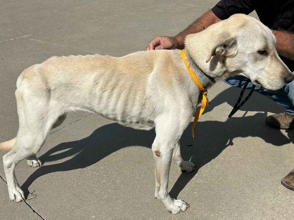starving rescue dog from National Mill & Harrison County rescue October 2023