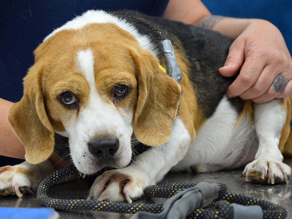 beagle from National Mill & Harrison County rescue October 2023