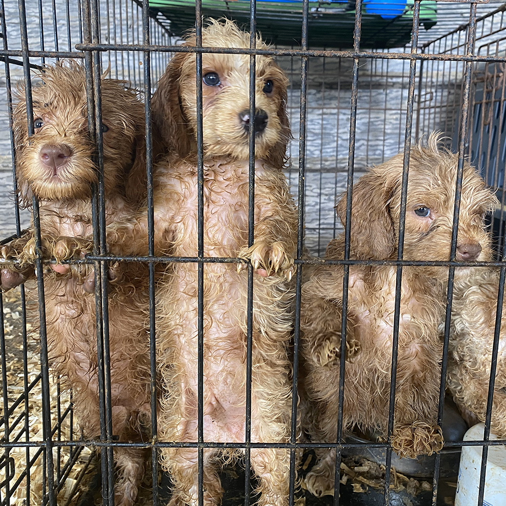 Harrison County puppies | rescued Oct. 2023