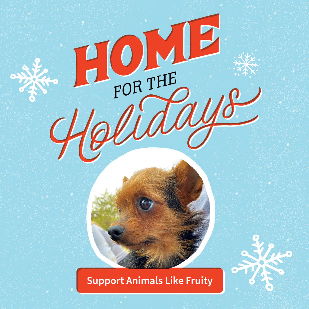 Home for the Holidays. Support animals like Fruity.