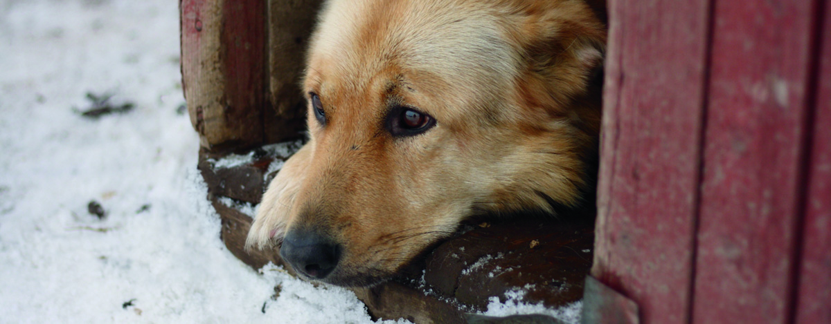 sad dog looking outside with snow