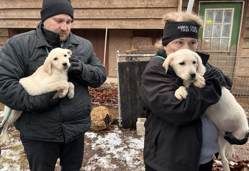 Labrador Retrievers rescued from Phelps County January 2024