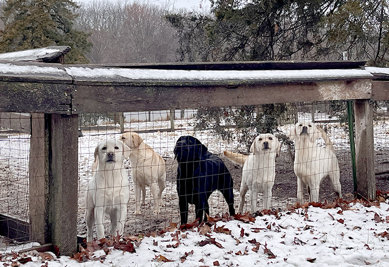 Labrador Retrievers rescued from Phelps County January 2024