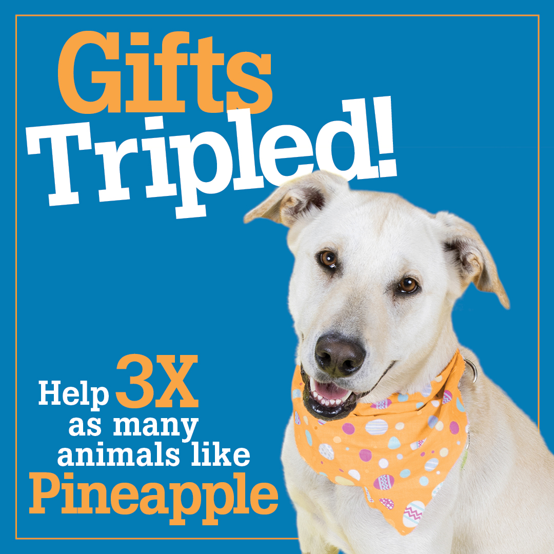 Gifts Tripled Help 3x as many animals like Pineapple