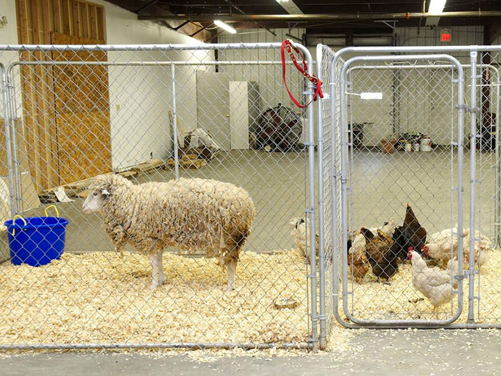 Rescued sheep and chickens in caged areas of barn