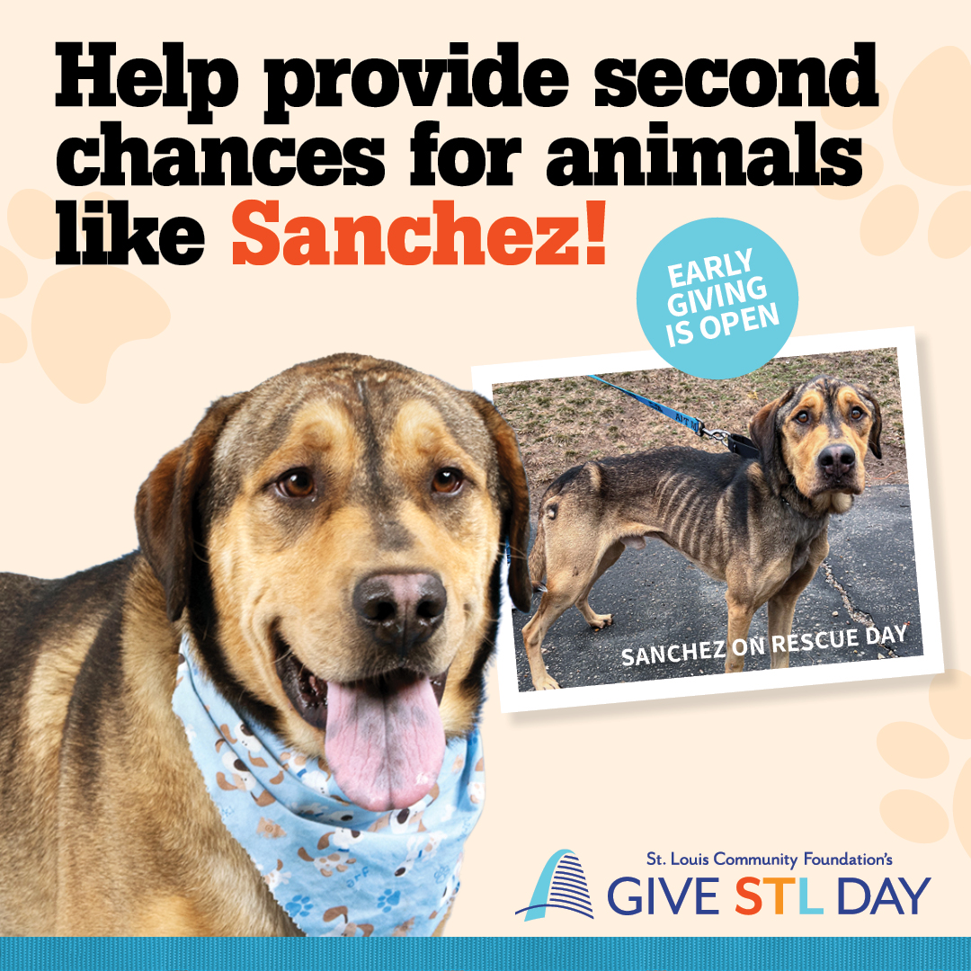 Help provide second chances for animals like Sanchez! Early giving is open for Give STL Day!