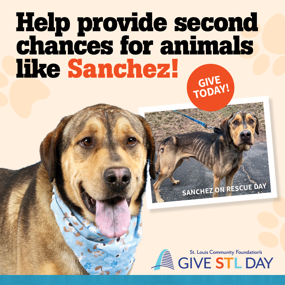 Help provide second chances for animals like Sanchez! Give STL Day is today!