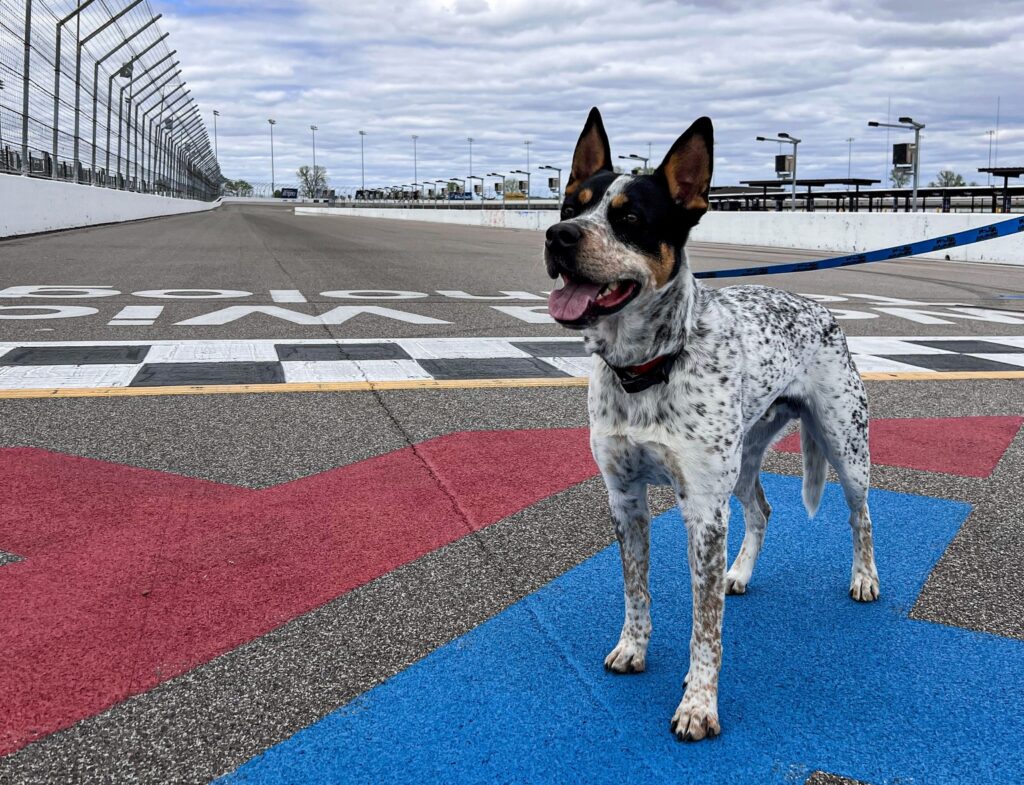 First 100 Adopters in May Receive WWT Raceway Collars and NASCAR Tickets