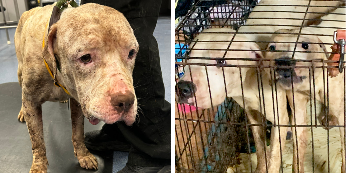 Starving dogs rescued from North St. Louis County on June 29, 2024