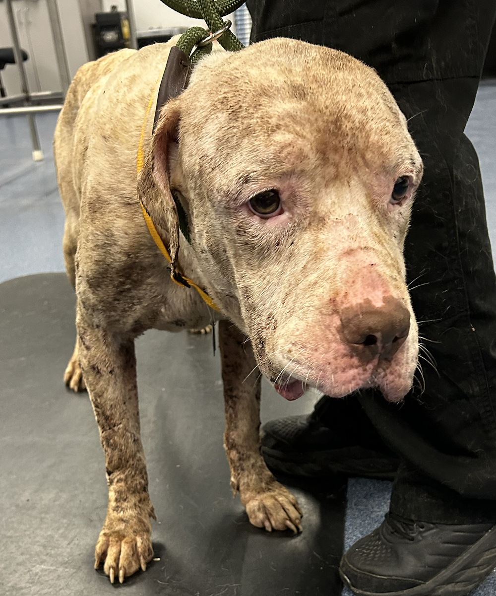 Starving dog rescued from North St. Louis County on June 29, 2024