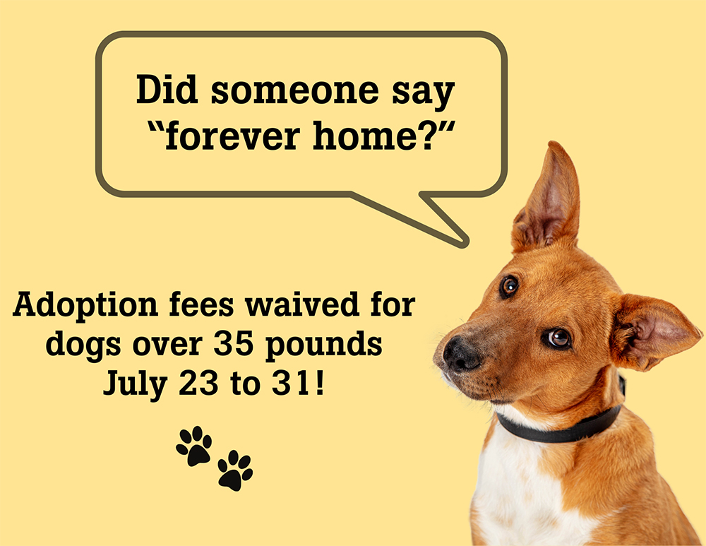 Adoption fees waived for dogs over 35 pounds July 25-31 2024
