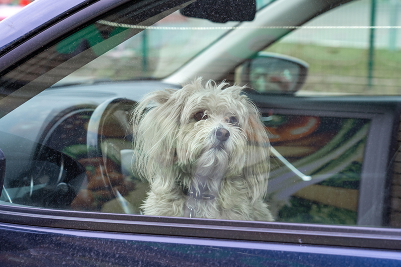 70 degrees and over don't take Rover, no dogs in hot cars