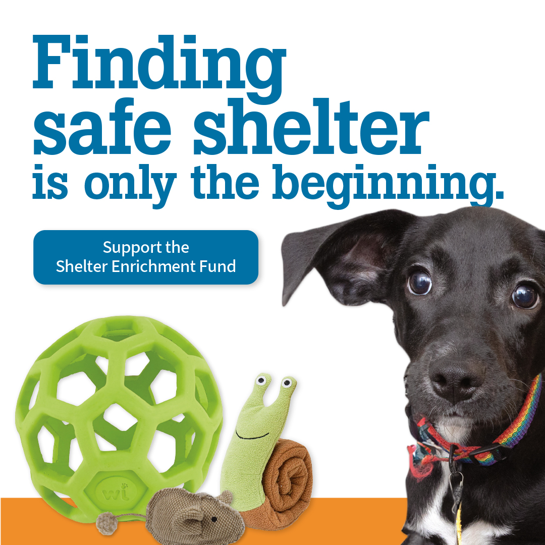 Finding safe shelter is only the beginning | Support the Shelter Enrichment Fund