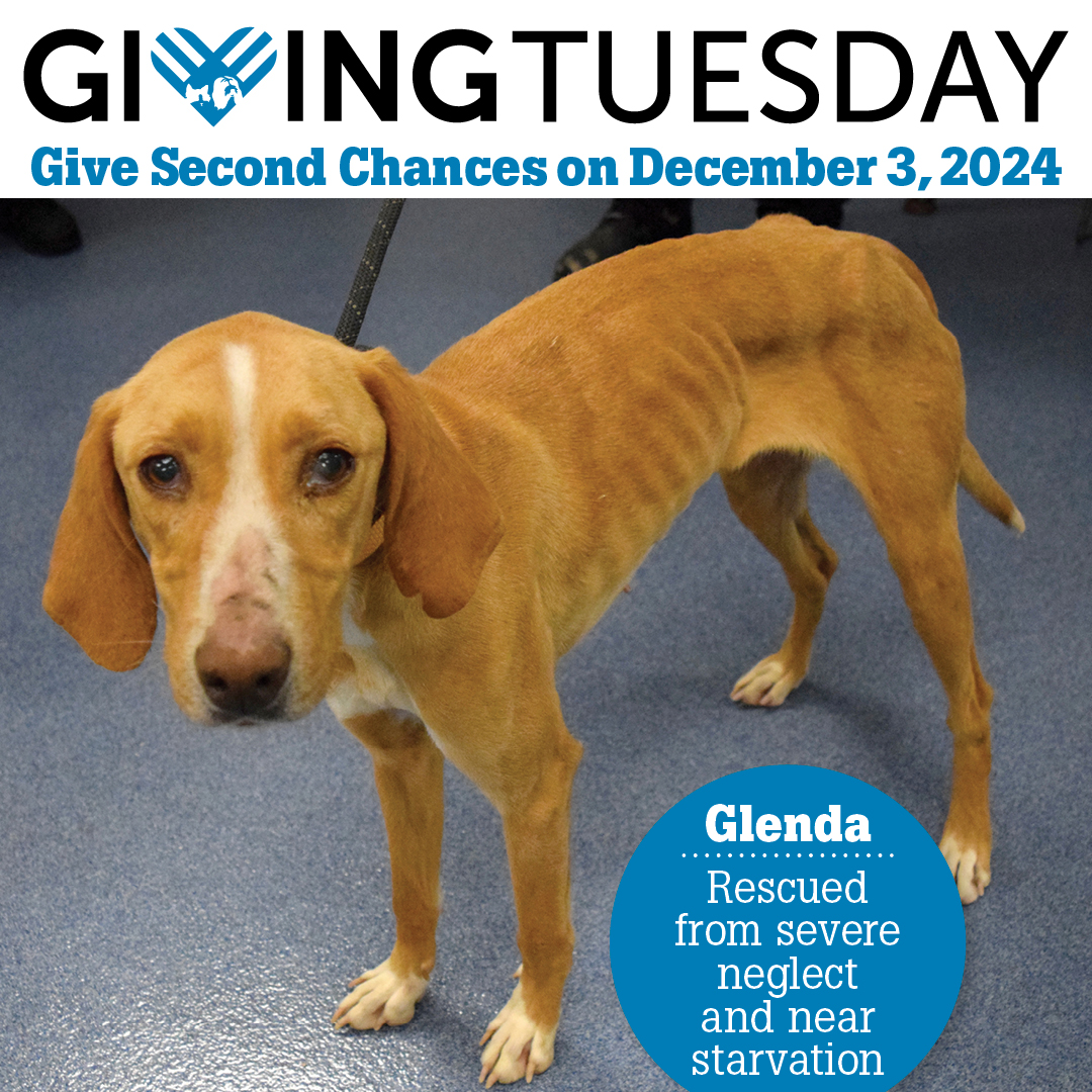 Giving Tuesday 2024 Glenda