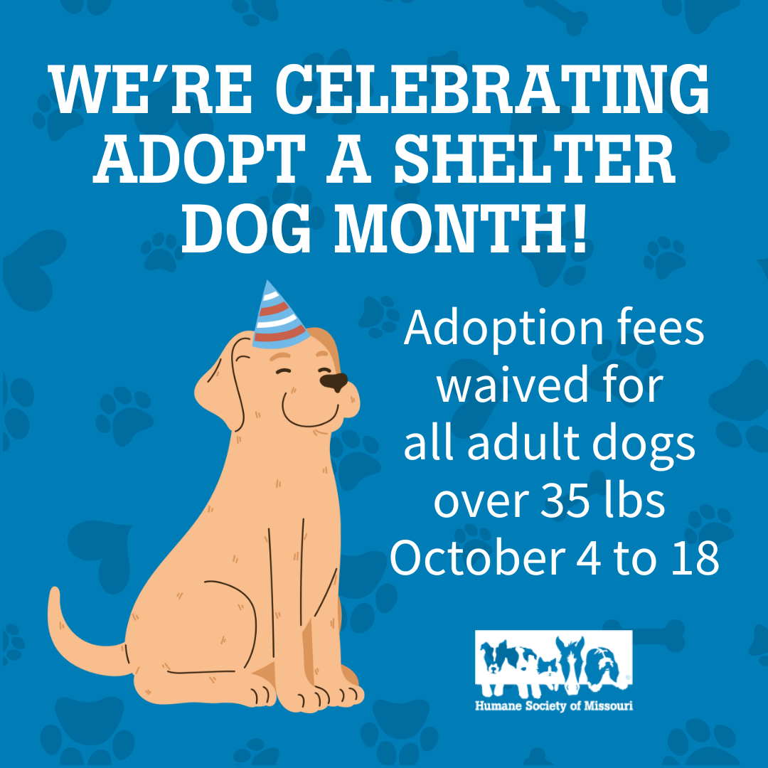 Adult Dog adoption promo Oct 4-18, 2024