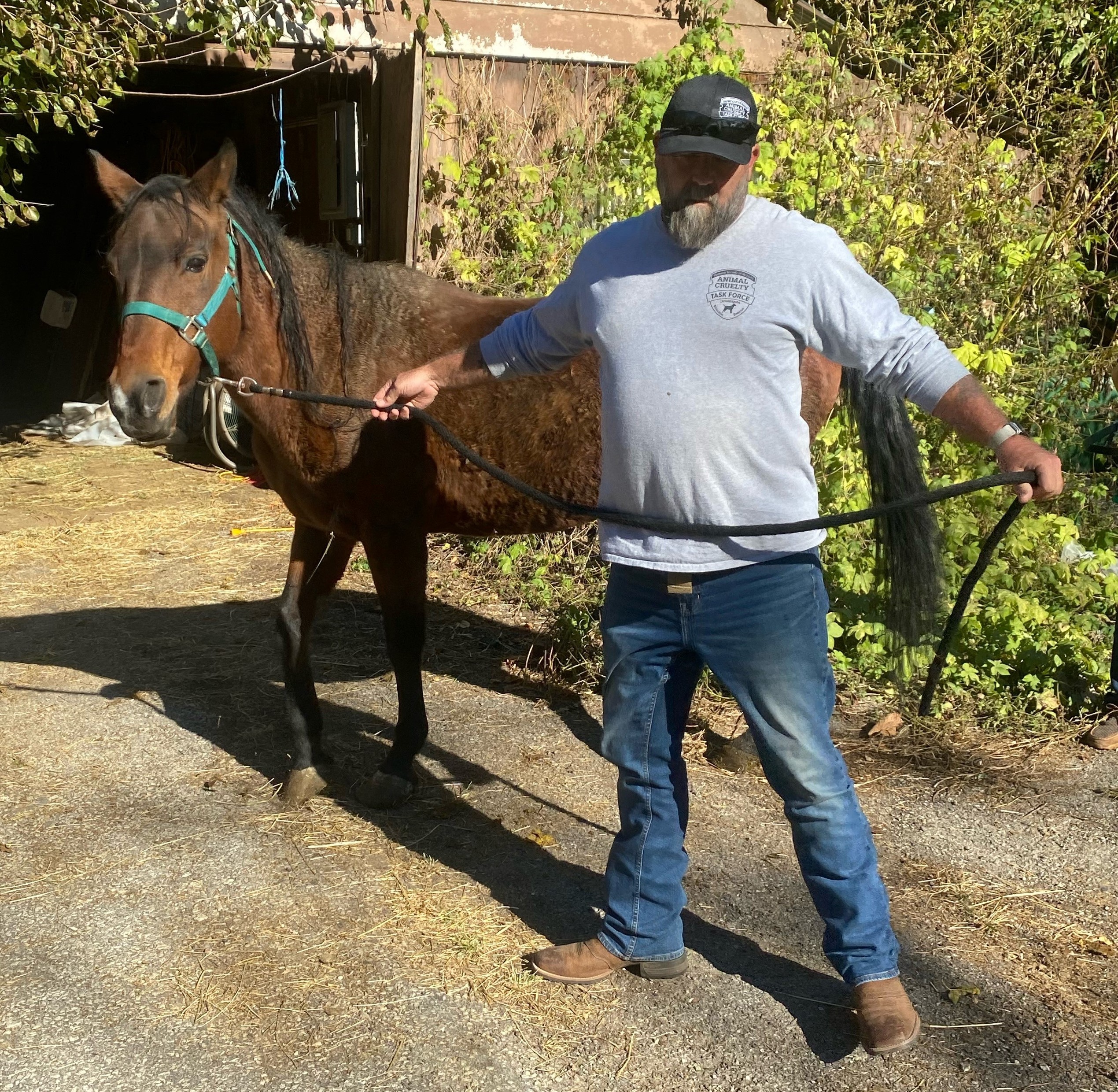 Humane Society of Missouri Hazelwood horse rescue