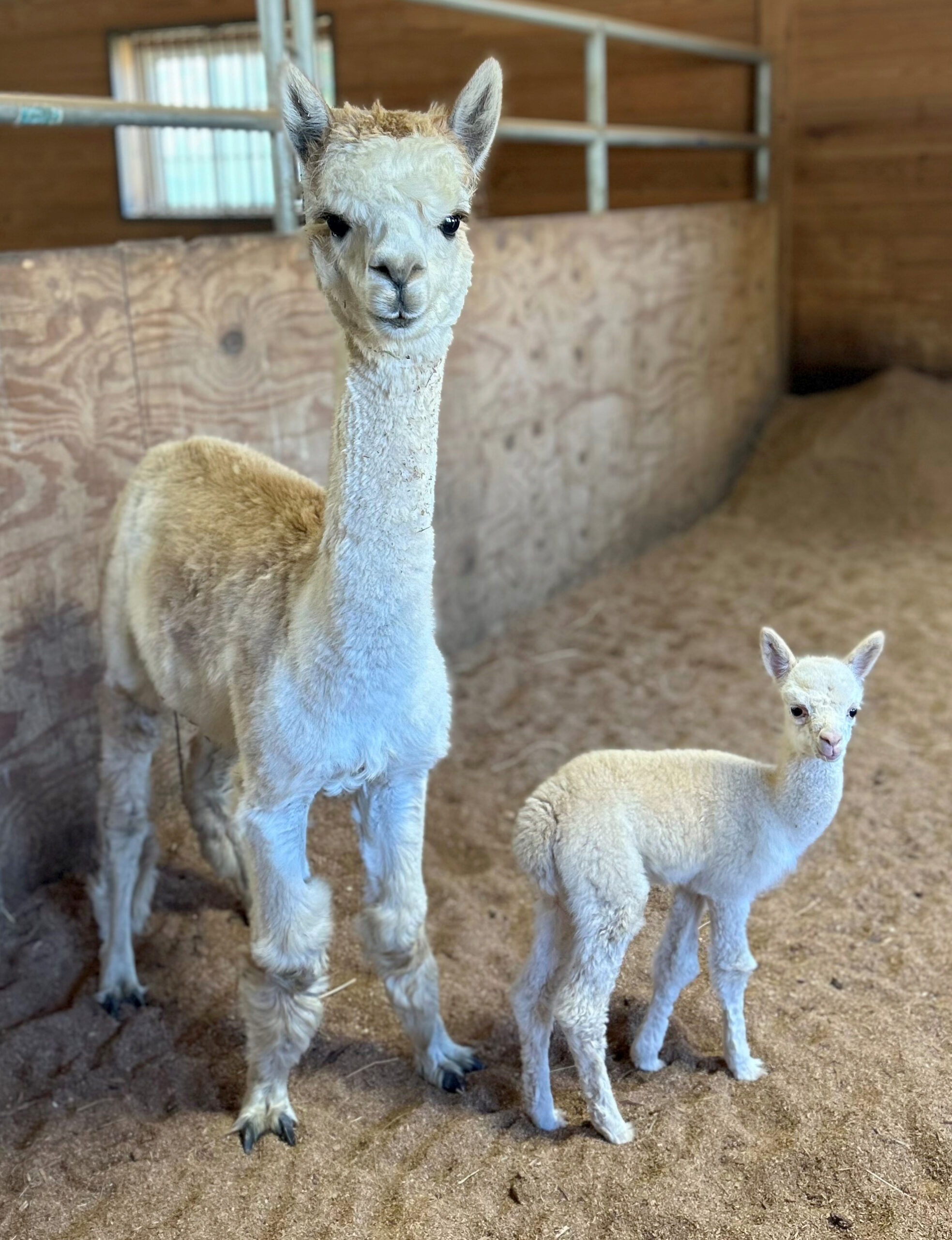 baby alpaca and mom