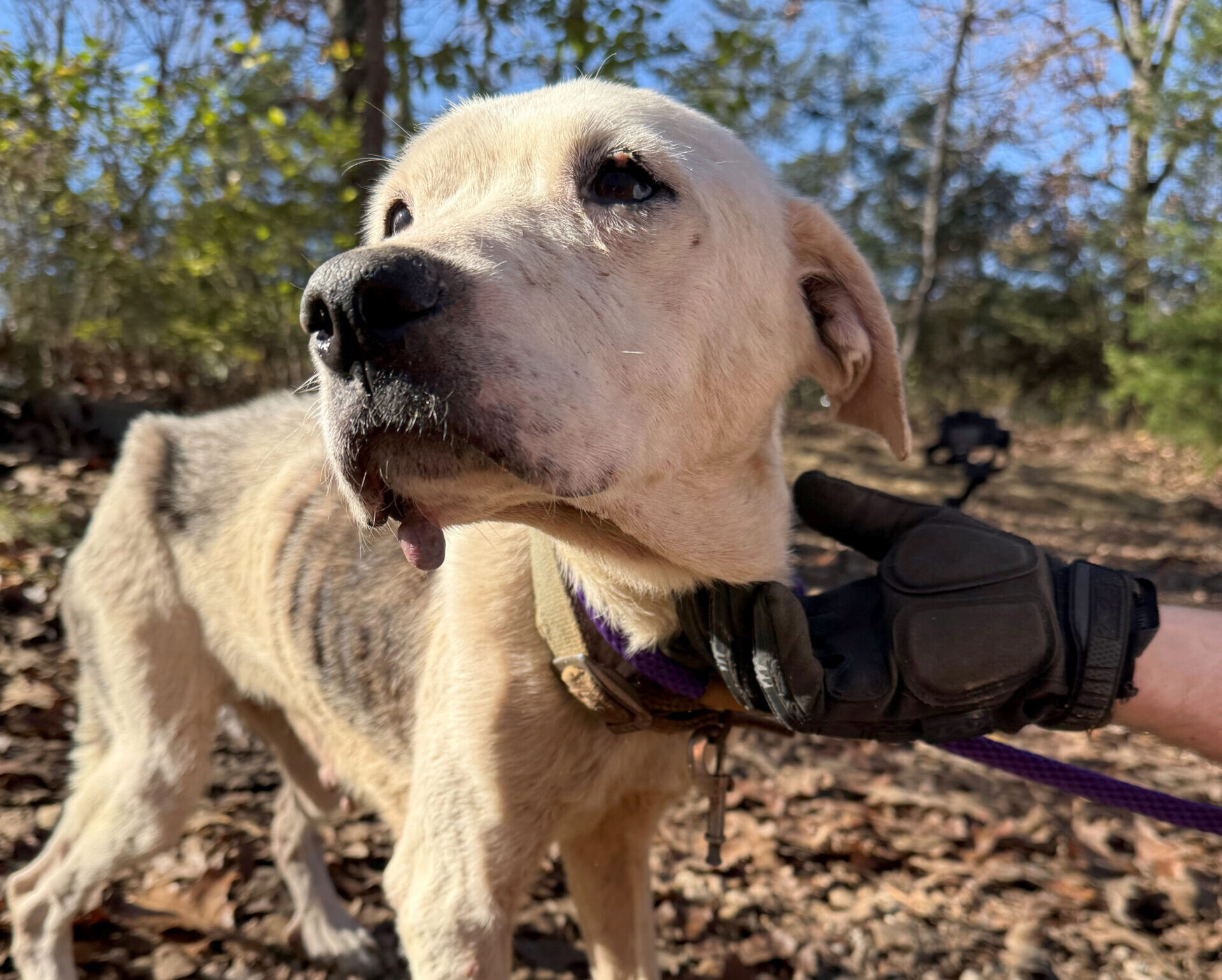 very thin white dog with rib bones poking through skin