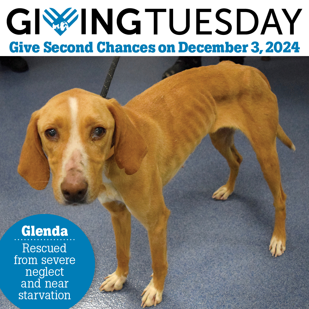 image of Glenda the rescued brown dog with this type: Giving Tuesday | Give Second Chances on December 3, 2024 | Glenda: rescued from severe neglect and near starvation